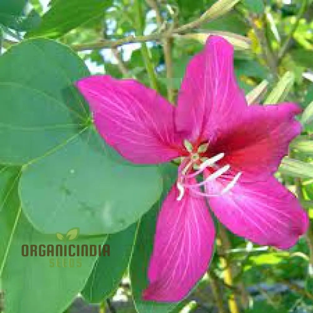 Bauhinia Purpurea Seeds For Planting: Rare Orchid Tree For Your Serene Garden Oasis - Shop Now