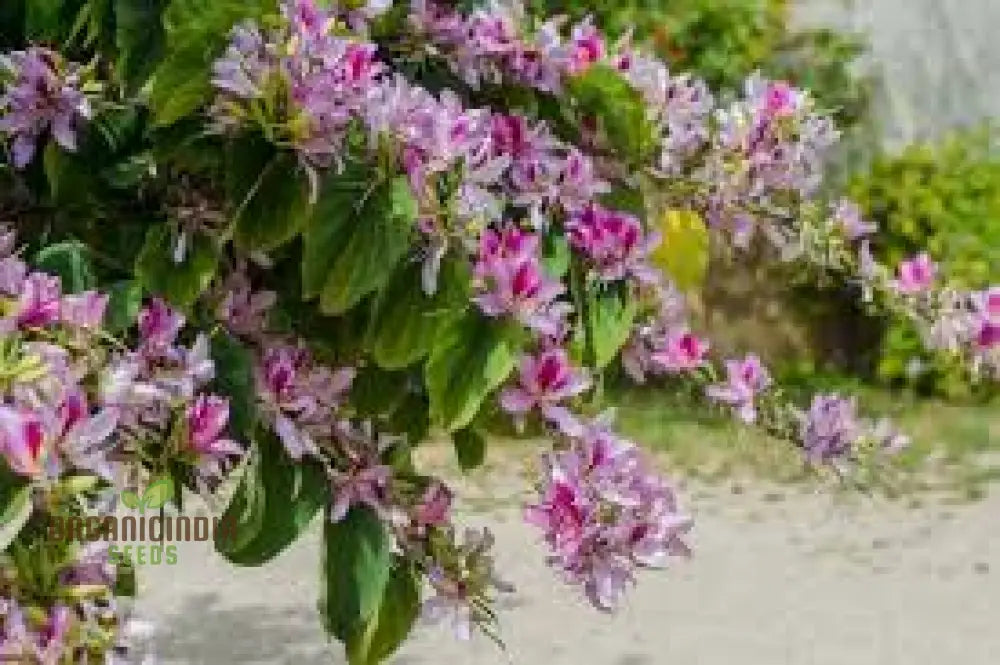 Bauhinia Variegata Seeds For Planting: Discover The Beauty Of Gardening With This Spectacular