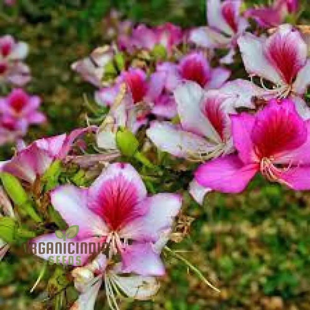 Bauhinia Variegata Seeds For Planting: Discover The Beauty Of Gardening With This Spectacular