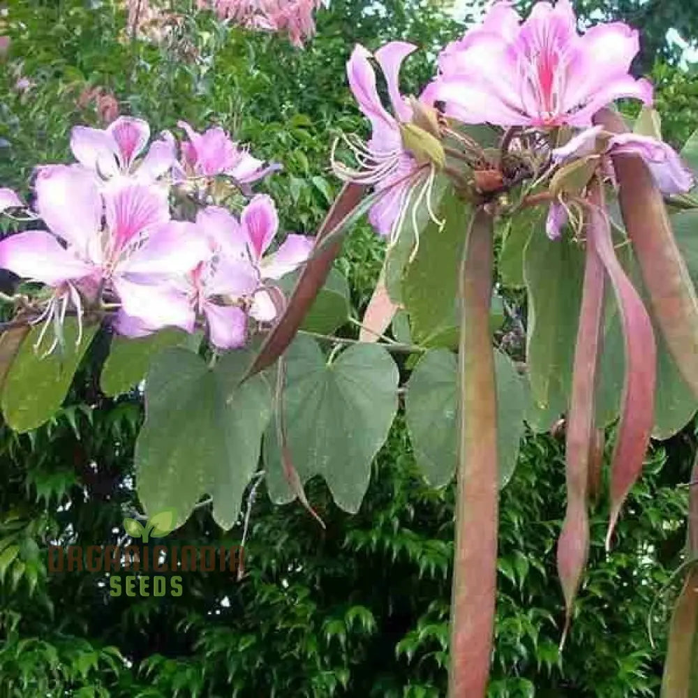 Bauhinia Variegata Seeds For Planting: Discover The Beauty Of Gardening With This Spectacular