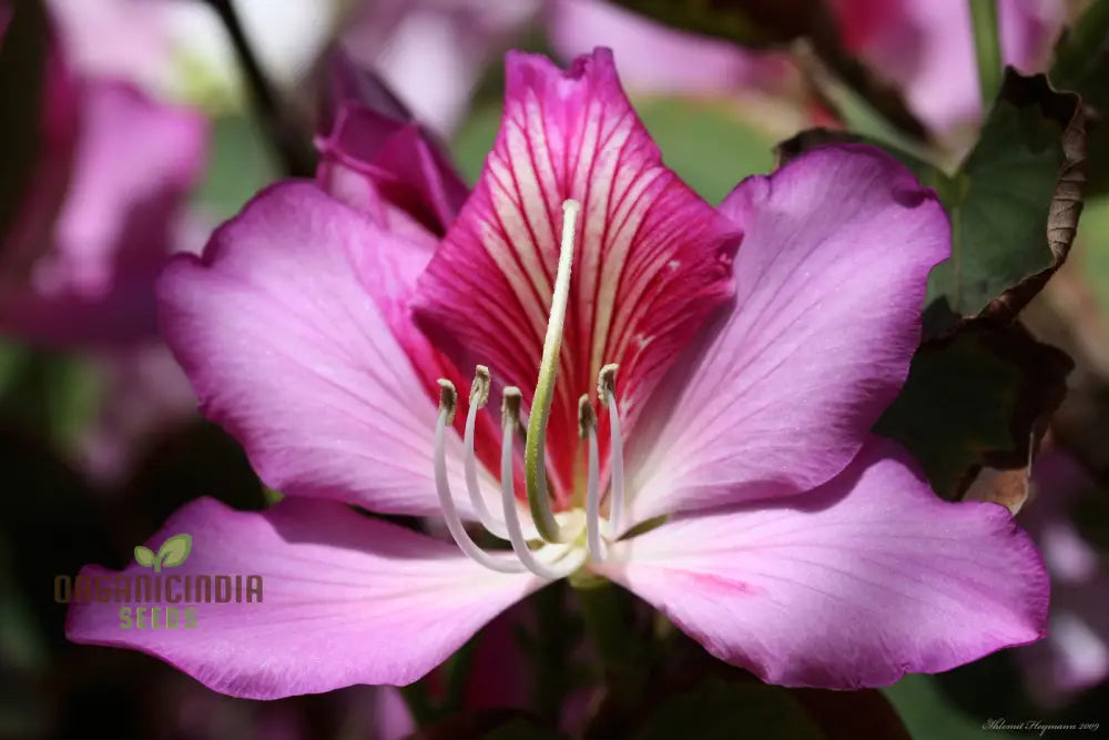 Bauhinia Variegata Seeds For Planting: Discover The Beauty Of Gardening With This Spectacular