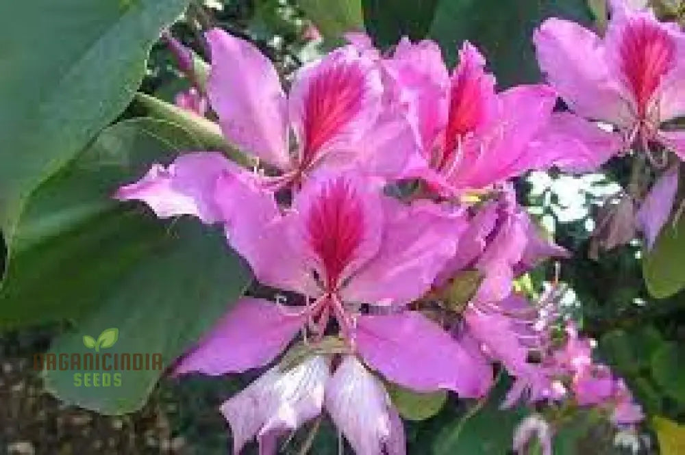 Bauhinia Variegata Seeds For Planting: Discover The Beauty Of Gardening With This Spectacular