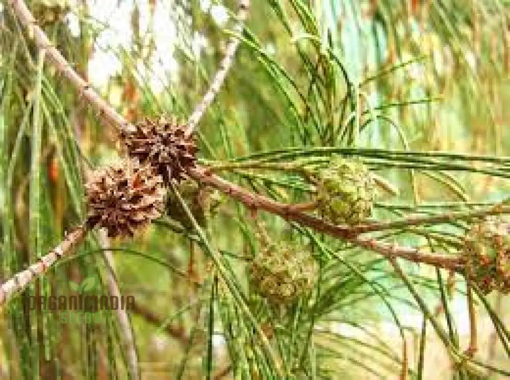 Beach She-Oak Seeds (Casuarina Equisetifolia) - Ideal For Coastal Gardening And Windbreaks Premium