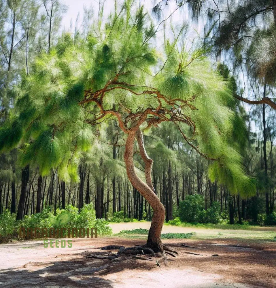 Beach She-Oak Seeds (Casuarina Equisetifolia) - Ideal For Coastal Gardening And Windbreaks Premium