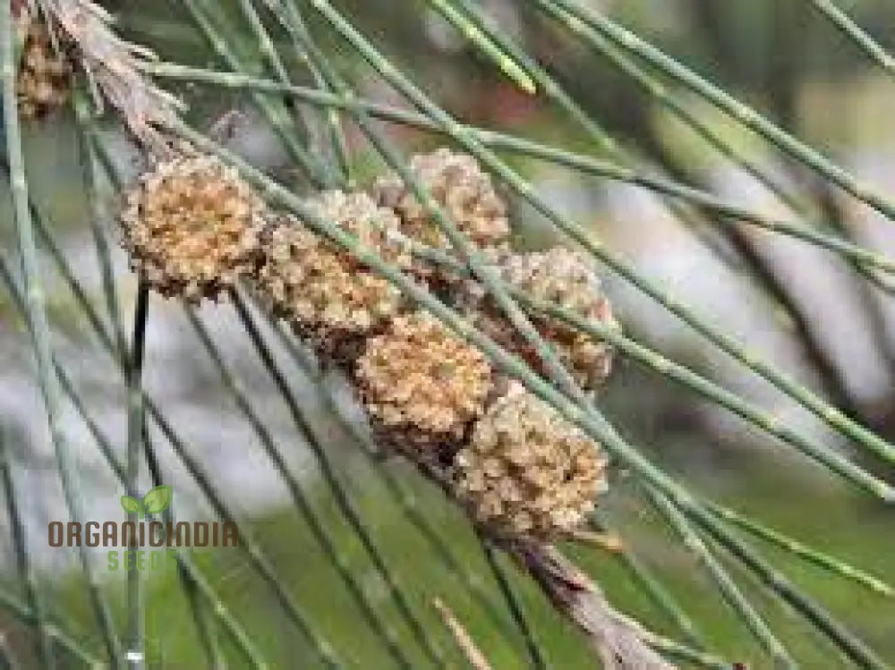 Beach She-Oak Seeds (Casuarina Equisetifolia) - Ideal For Coastal Gardening And Windbreaks Premium