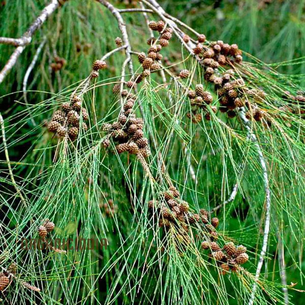 Beach She-Oak Seeds (Casuarina Equisetifolia) - Ideal For Coastal Gardening And Windbreaks Premium