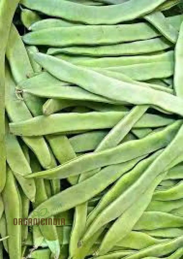 Bean Climbing - Giant Of Stuttgart Seeds For Your Lush Garden | High-Quality Gardening Beans