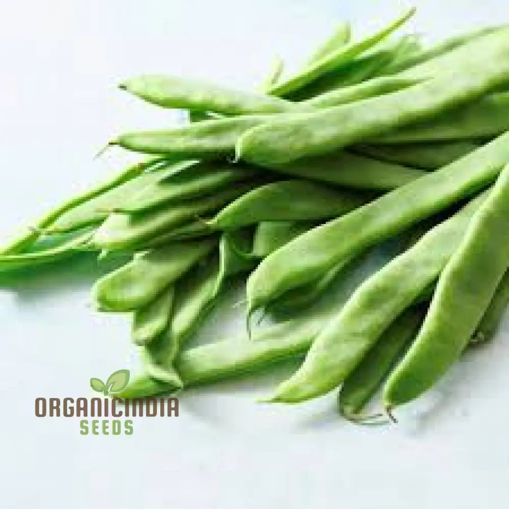 Bean Climbing - Giant Of Stuttgart Seeds For Your Lush Garden | High-Quality Gardening Beans