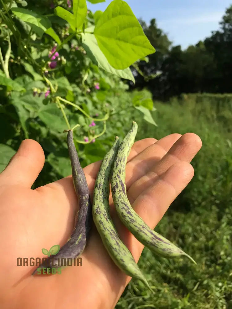 Bean Climbing - Rattlesnake Seeds For Your Gardening Adventures | Heirloom Beans