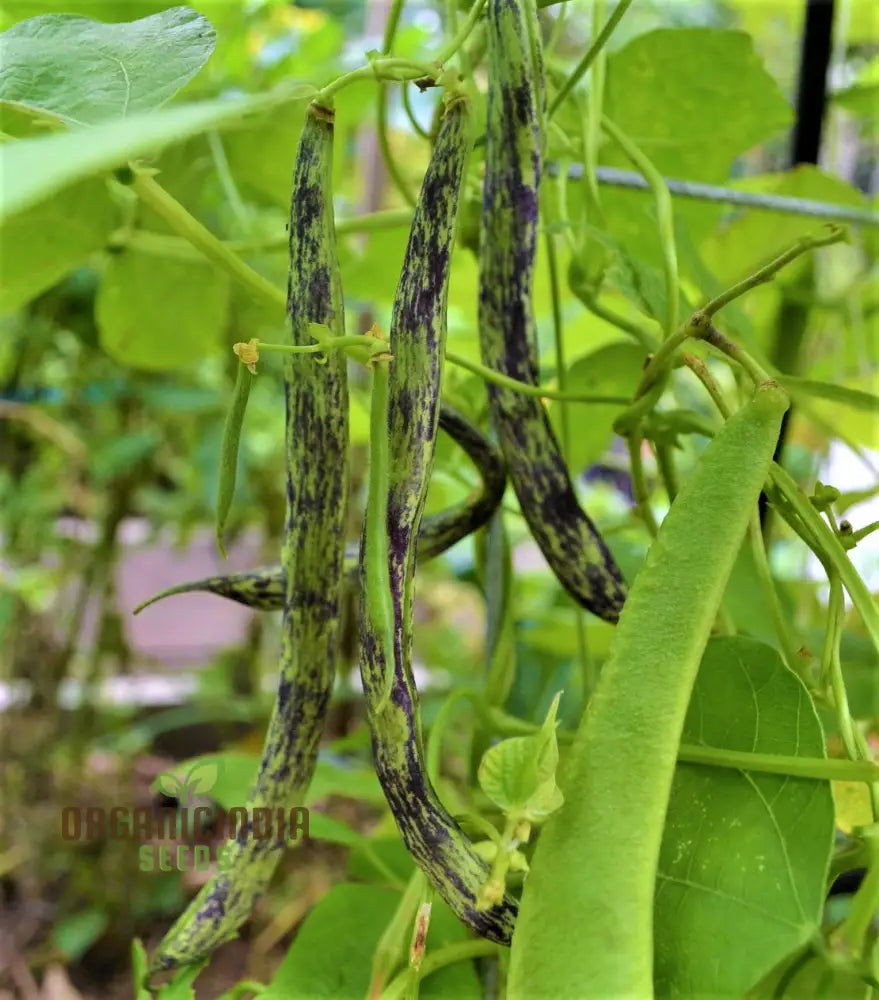 Bean Climbing - Rattlesnake Seeds For Your Gardening Adventures | Heirloom Beans