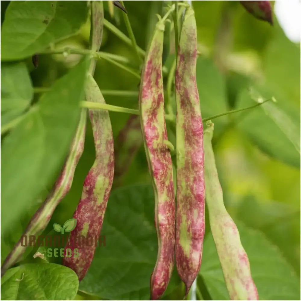 Bean Climbing - Rattlesnake Seeds For Your Gardening Adventures | Heirloom Beans