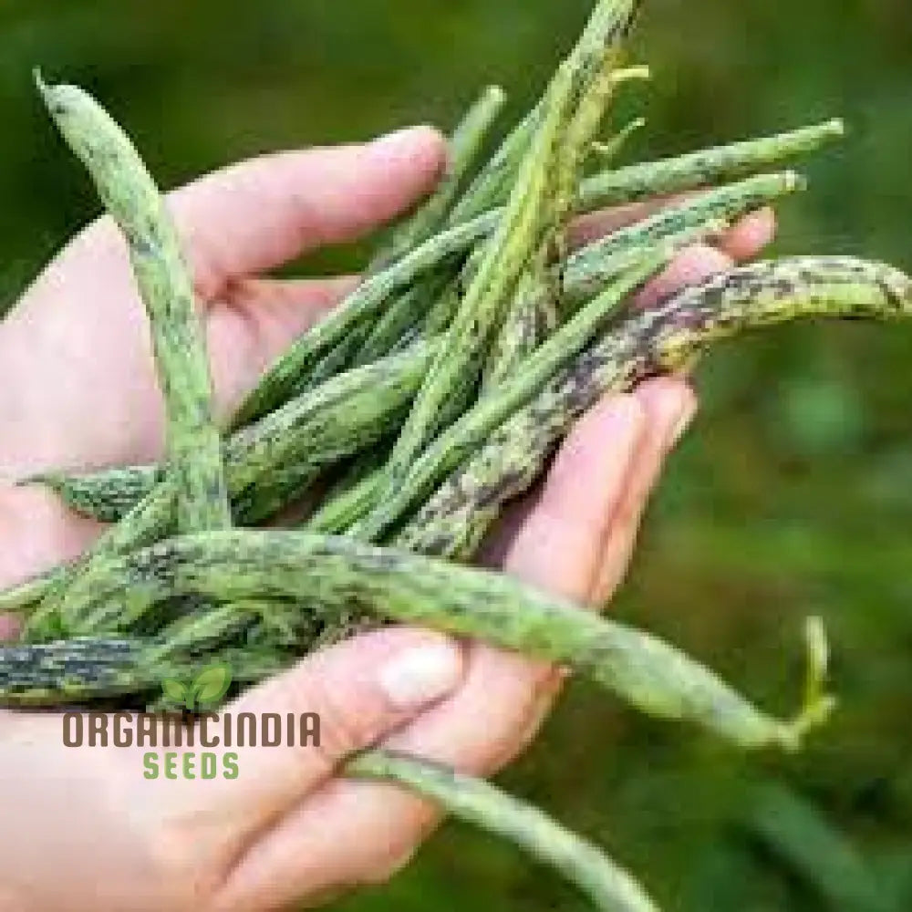 Bean Climbing - Rattlesnake Seeds For Your Gardening Adventures | Heirloom Beans