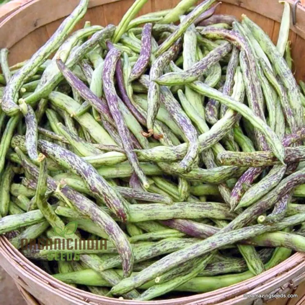 Bean Climbing - Rattlesnake Seeds For Your Gardening Adventures | Heirloom Beans