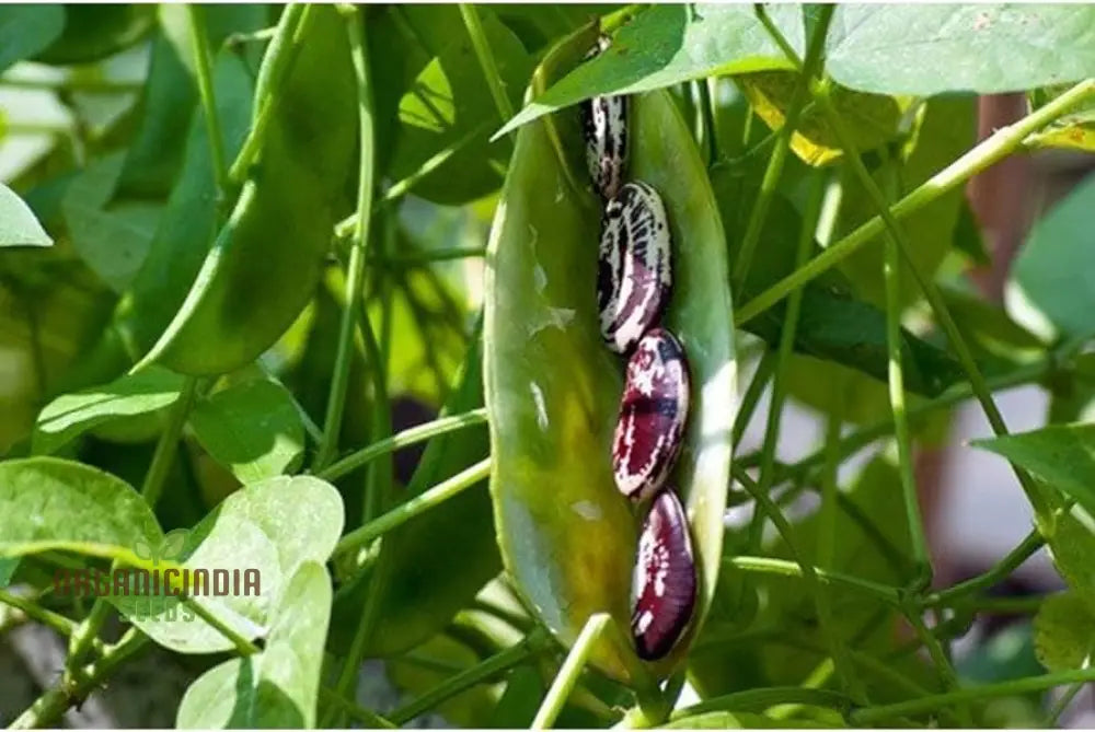 Bean Climbing Seeds - Gardening Enthusiast’s Choice For Madagascar Variety | Heirloom Seed Packet