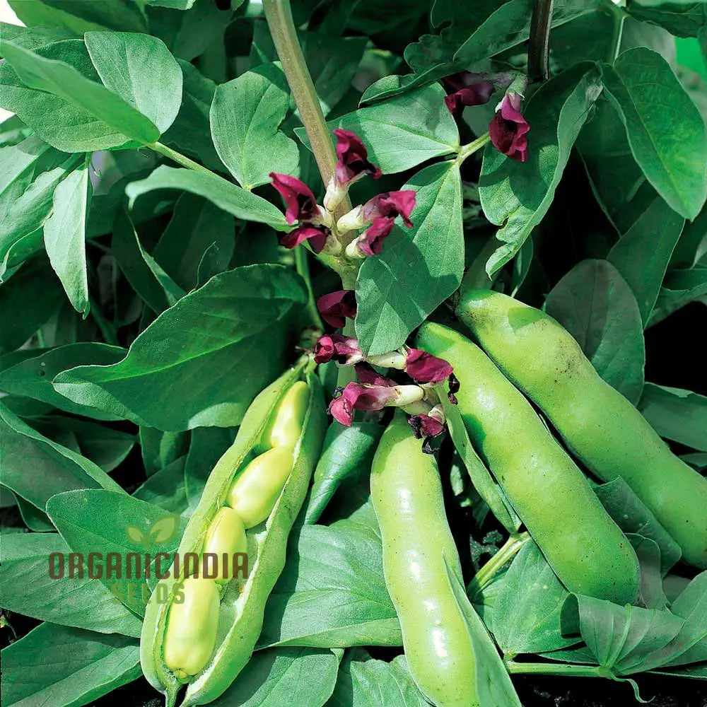 Bean Scorpio Seeds For Gardening - Premium Quality