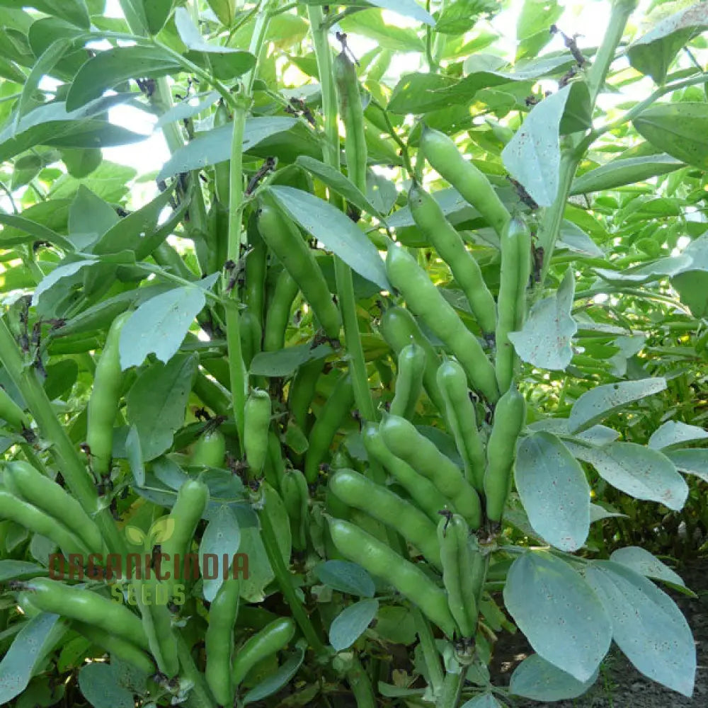 Bean Scorpio Seeds For Gardening - Premium Quality