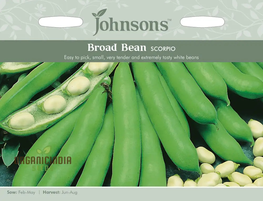 Bean Scorpio Seeds For Gardening - Premium Quality