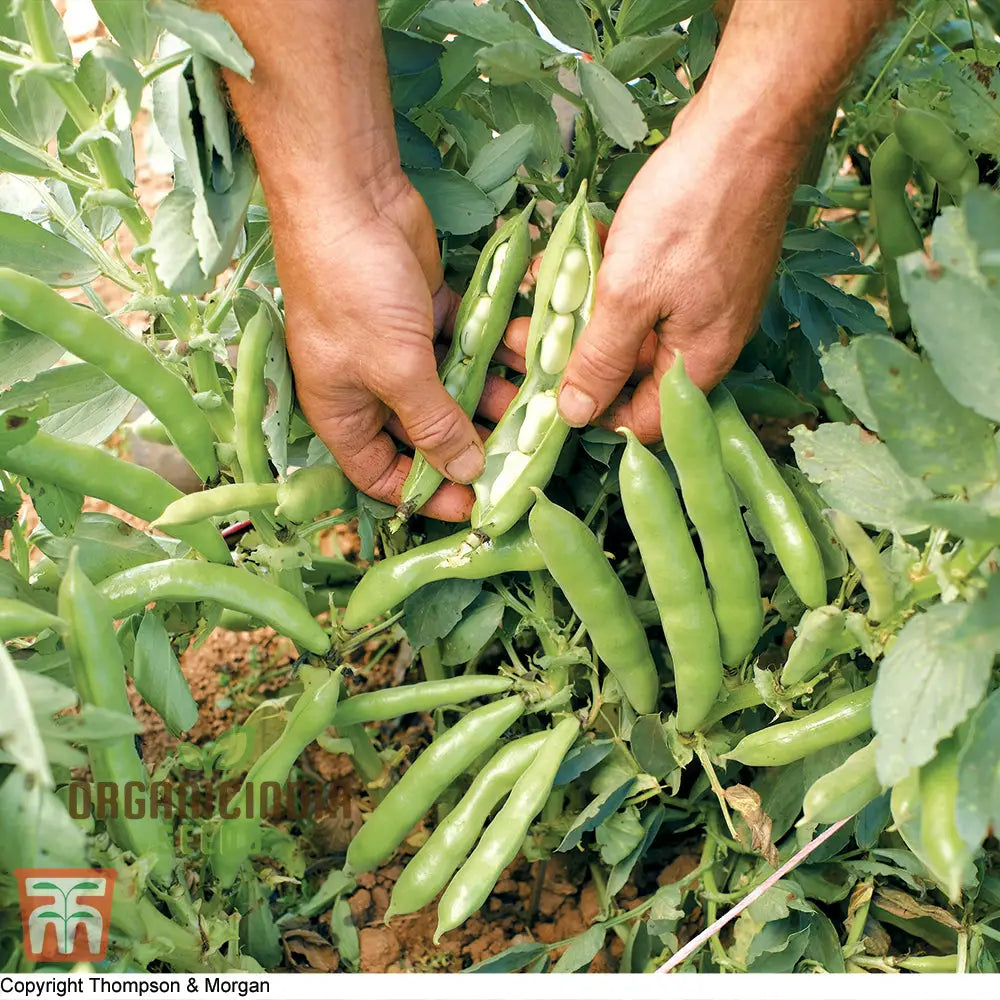 Bean Scorpio Seeds For Gardening - Premium Quality