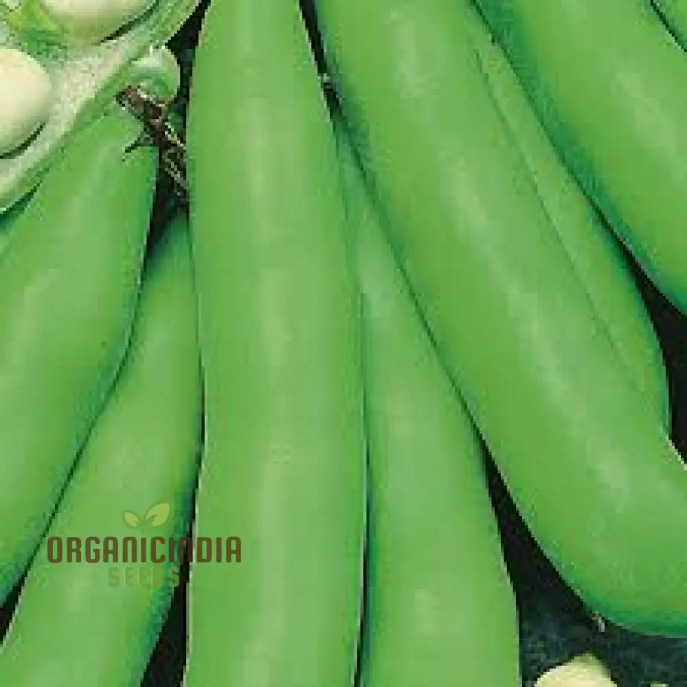 Bean Scorpio Seeds For Gardening - Premium Quality