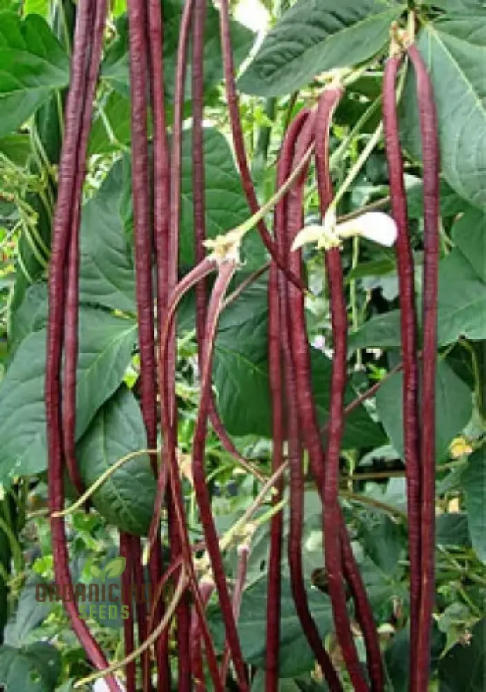 Bean Snake - Black Seeded & Red Dragon Seeds For Planting High-Yield Exotic Beans For Your Garden