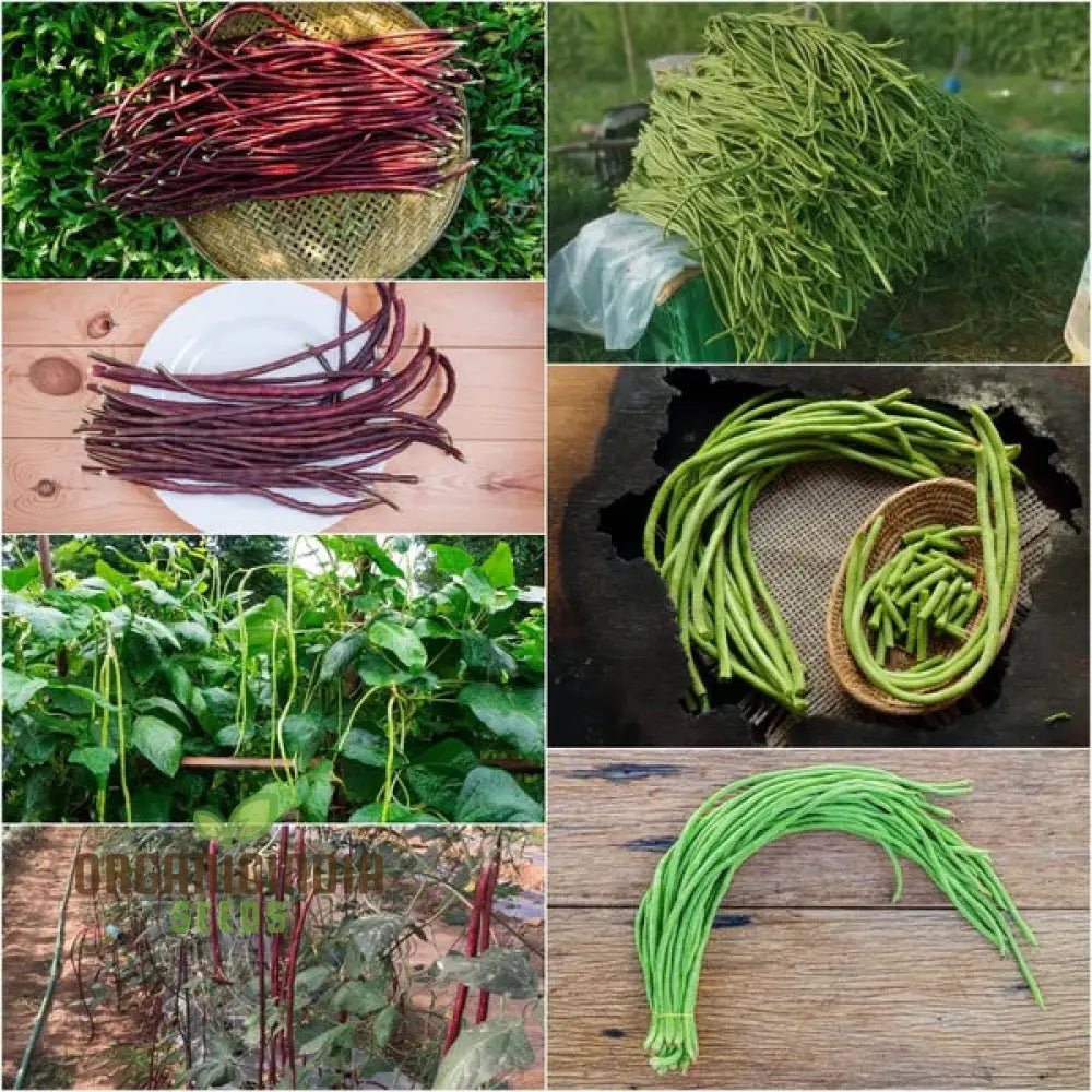 Bean Snake - Black Seeded & Red Dragon Seeds For Planting High-Yield Exotic Beans For Your Garden