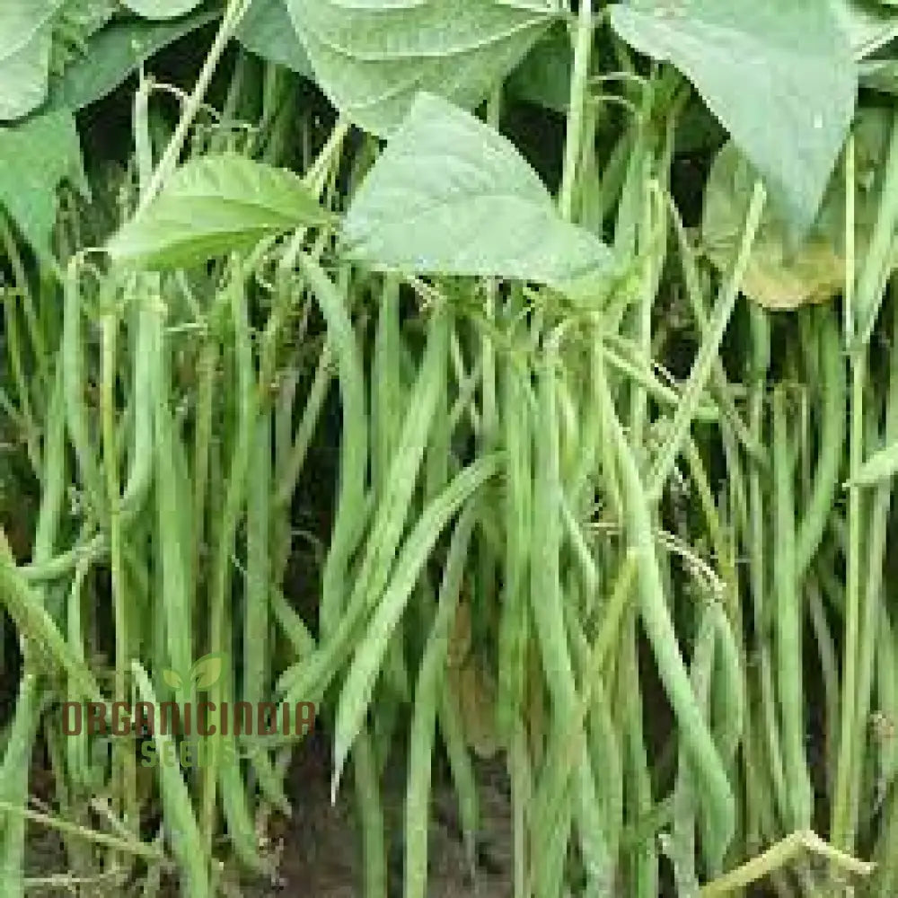 Bean Stanley Seeds Cultivate Your Green Oasis With Premium Gardening Excellence And Botanical