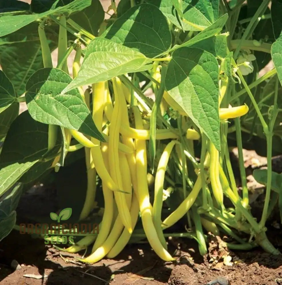 Bean Sunshine Seeds: Cultivate Radiant Gardens With Premium Organic Varieties