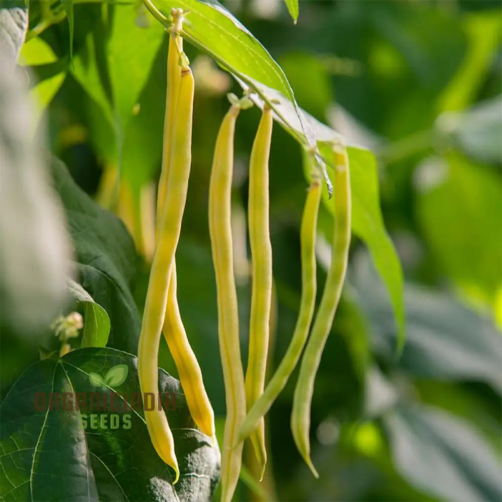 Bean Sunshine Seeds: Cultivate Radiant Gardens With Premium Organic Varieties