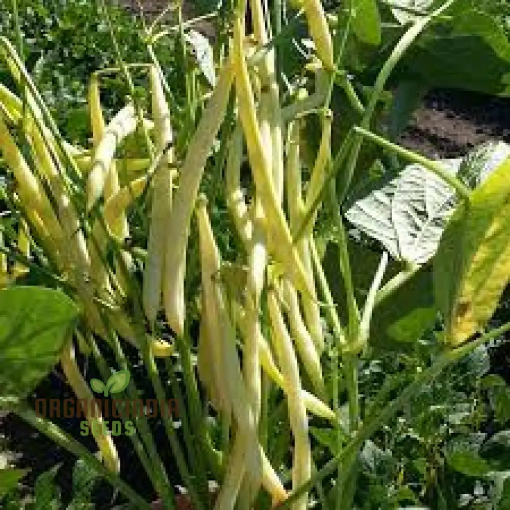 Bean Sunshine Seeds: Cultivate Radiant Gardens With Premium Organic Varieties