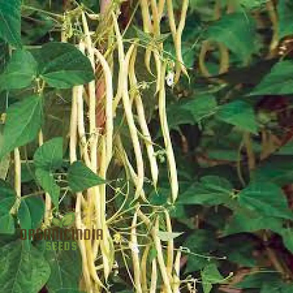 Bean Sunshine Seeds: Cultivate Radiant Gardens With Premium Organic Varieties