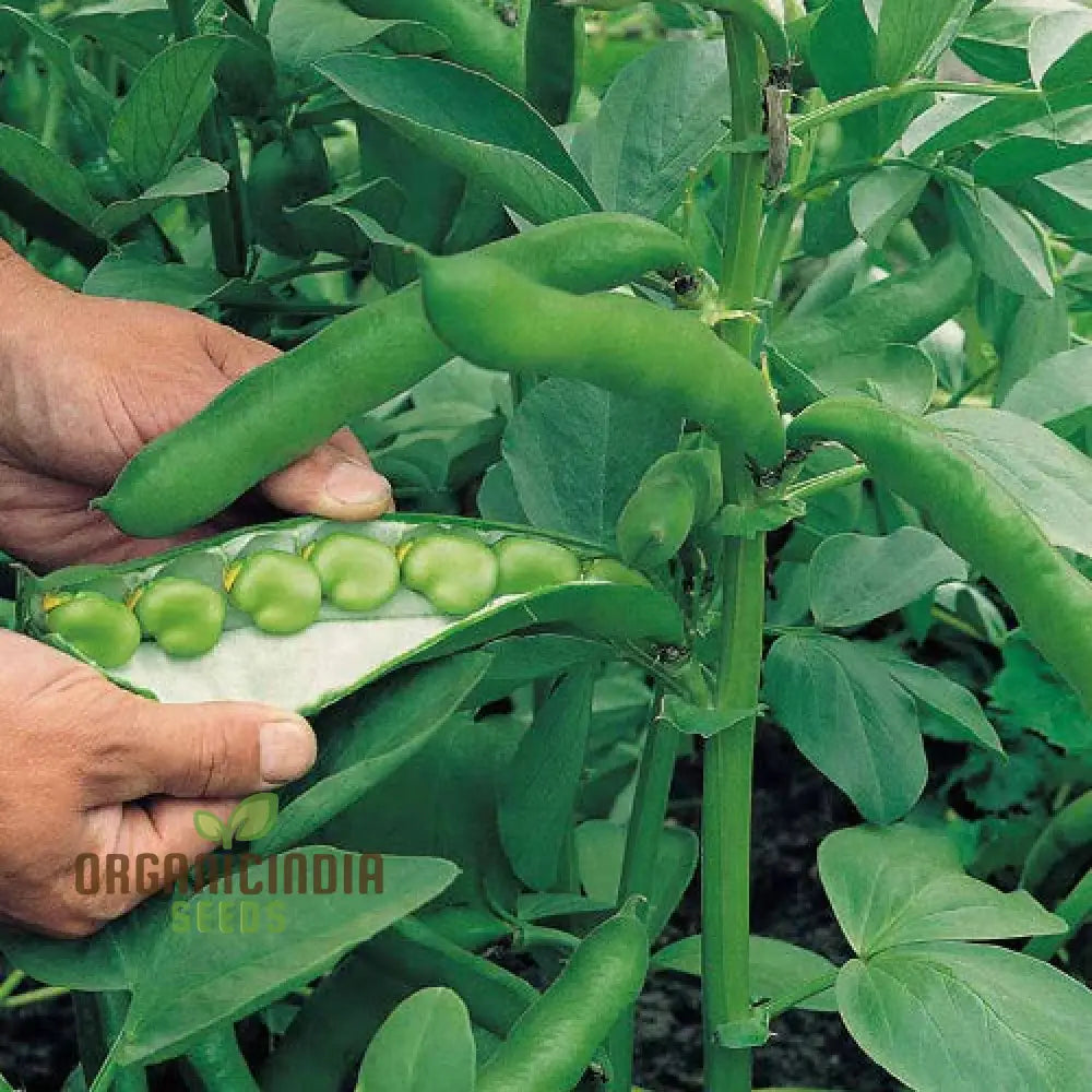 Bean Super Aquadulce Seeds For Your Garden | Buy Online