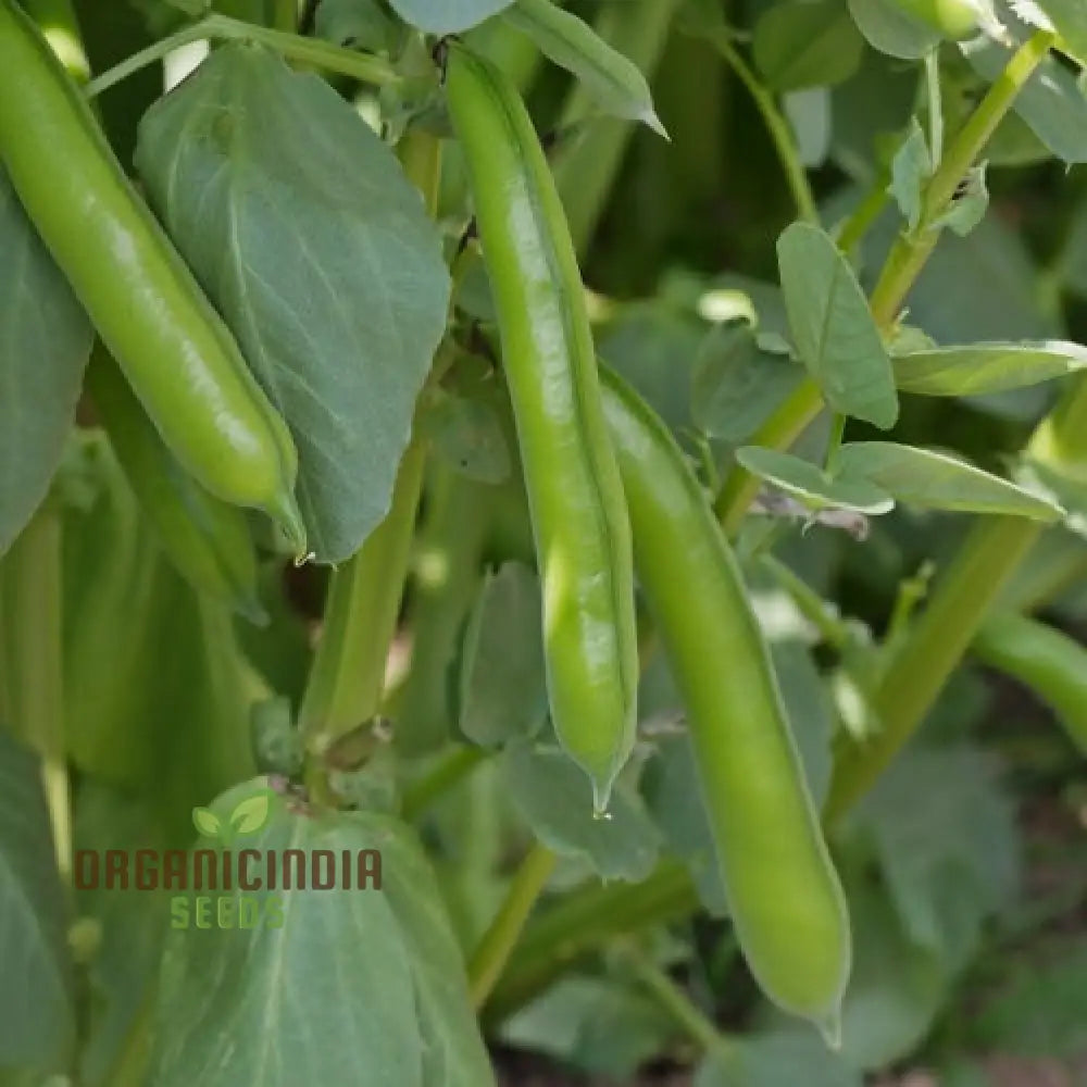 Bean Super Aquadulce Seeds For Your Garden | Buy Online