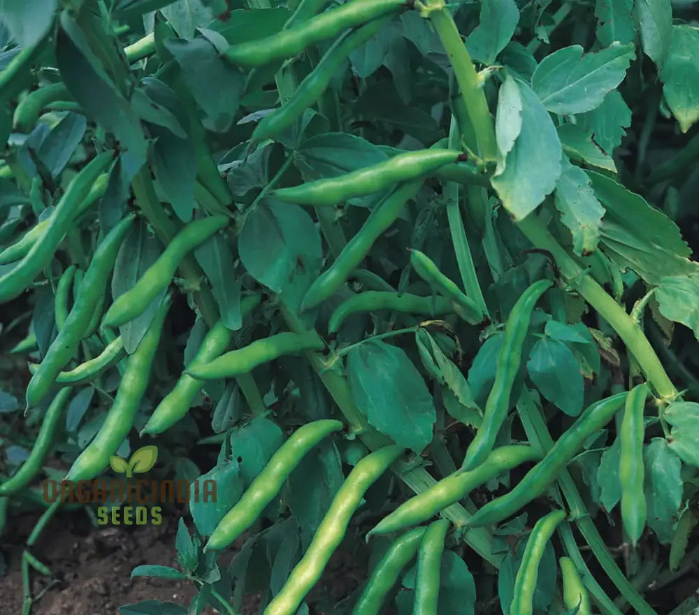 Bean Super Aquadulce Seeds For Your Garden | Buy Online