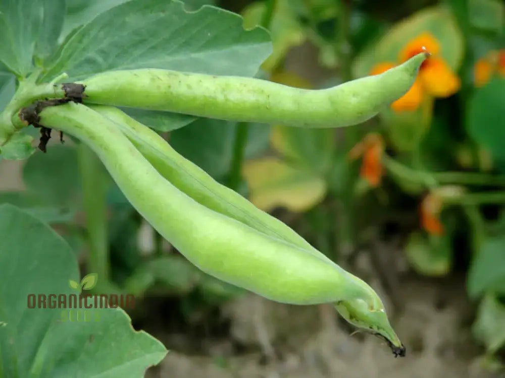 Bean Super Aquadulce Seeds For Your Garden | Buy Online