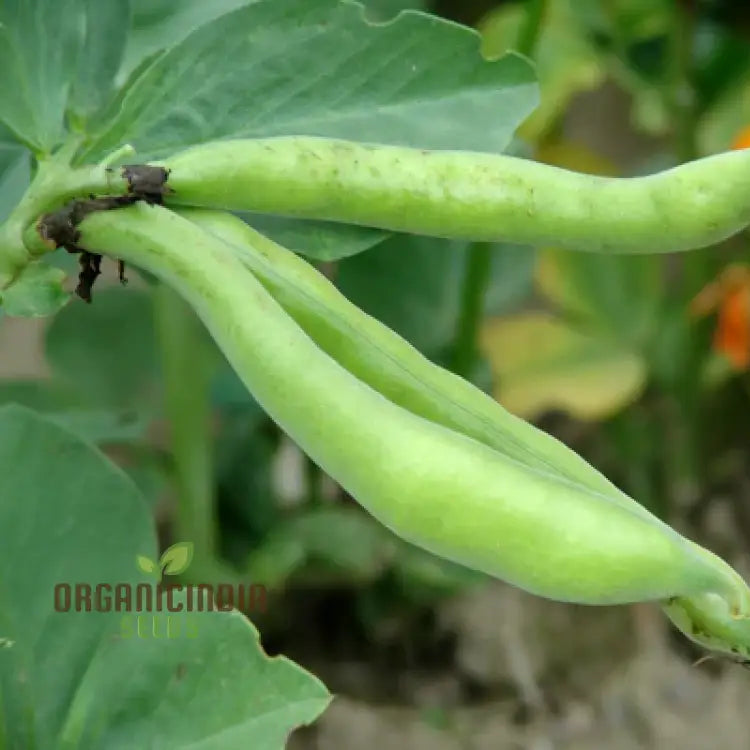 Bean Super Aquadulce Seeds For Your Garden | Buy Online