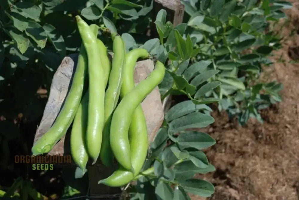 Bean Super Aquadulce Seeds For Your Garden | Buy Online