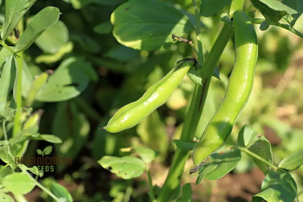 Bean Super Aquadulce Seeds For Your Garden | Buy Online