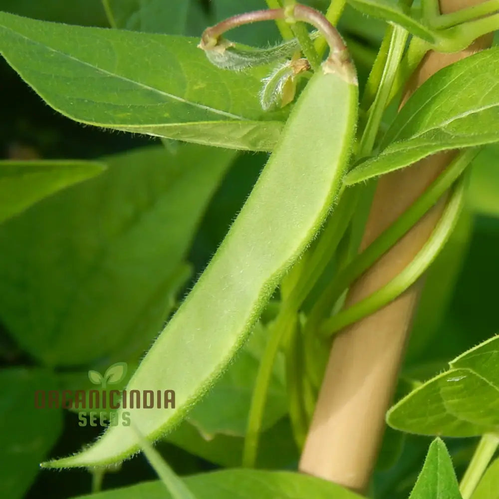 Bean Tepary Blue Seeds For Planting Grow Unique And Nutritious Beans