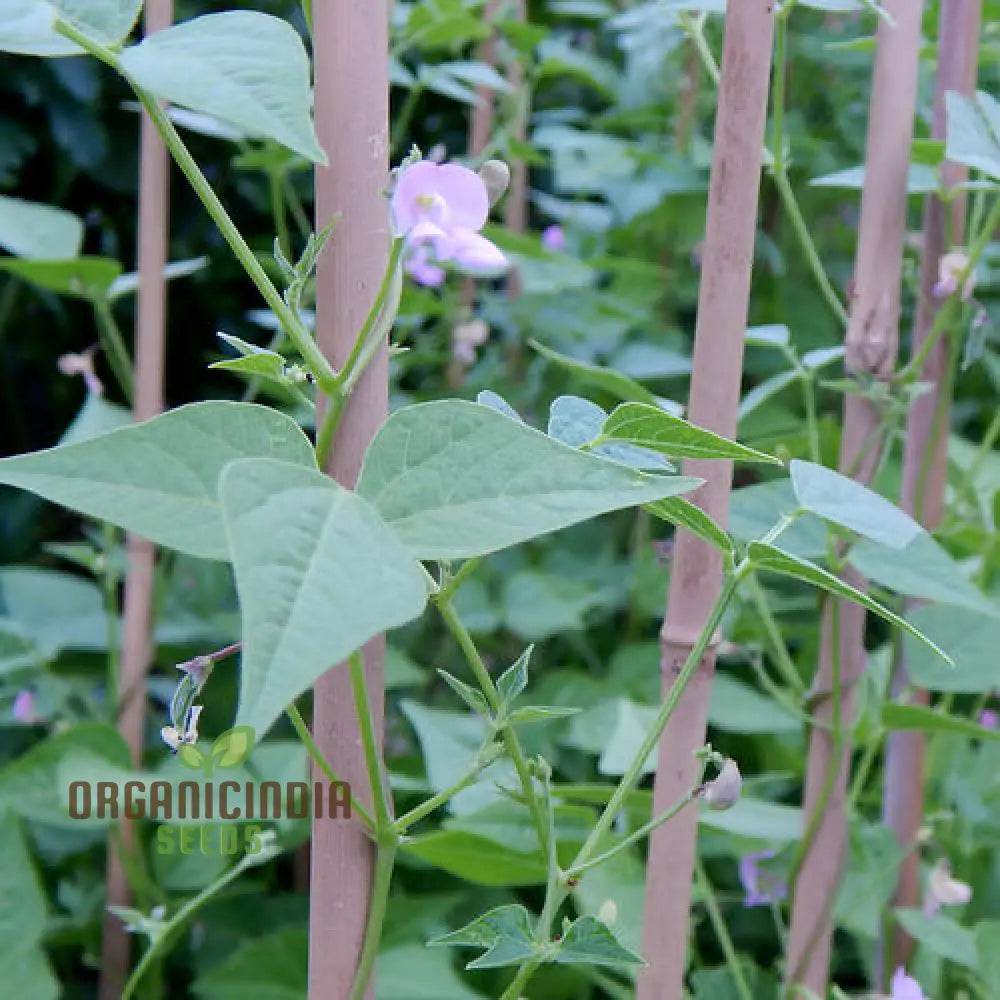 Bean Tepary Blue Seeds For Planting Grow Unique And Nutritious Beans