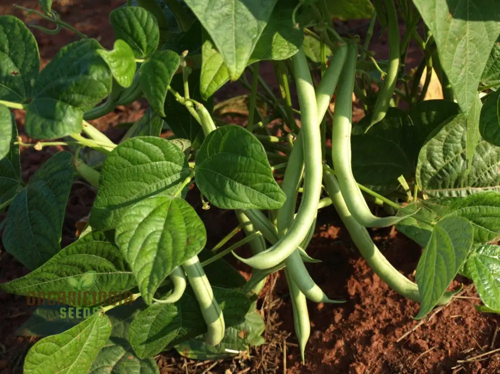 Bean Tepary Blue Seeds For Planting Grow Unique And Nutritious Beans