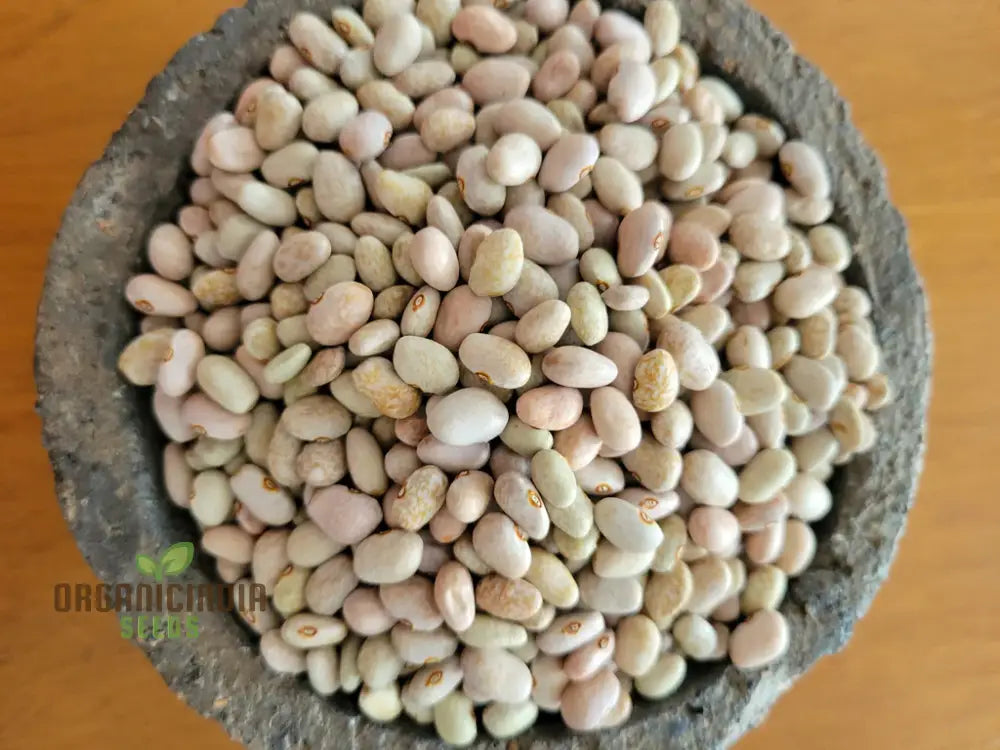 Bean Tepary Blue Seeds For Planting Grow Unique And Nutritious Beans