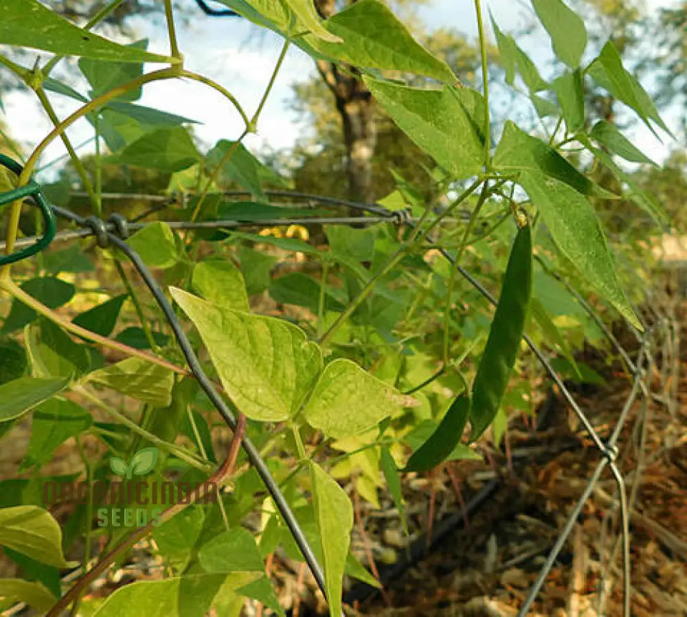 Bean Tepary Blue Seeds For Planting Grow Unique And Nutritious Beans