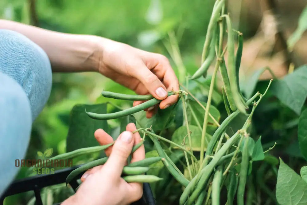 Beans Seeds For Home Gardening - High-Yield Non-Gmo Easy-To-Grow Variety Pack Perfect Organic