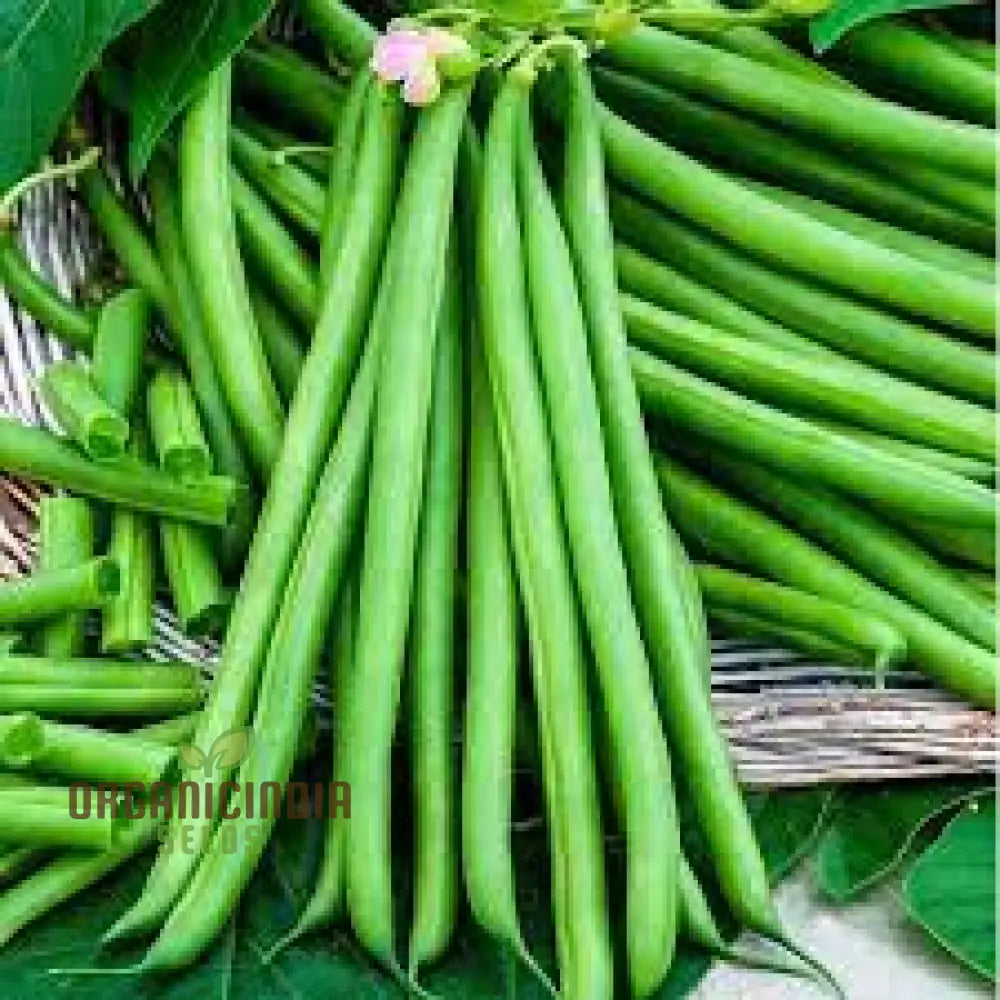 Beans Seeds For Home Gardening - High-Yield Non-Gmo Easy-To-Grow Variety Pack Perfect Organic