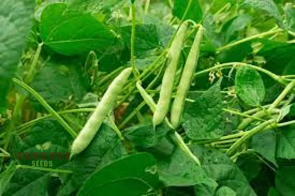 Beans Seeds For Home Gardening - High-Yield Non-Gmo Easy-To-Grow Variety Pack Perfect Organic