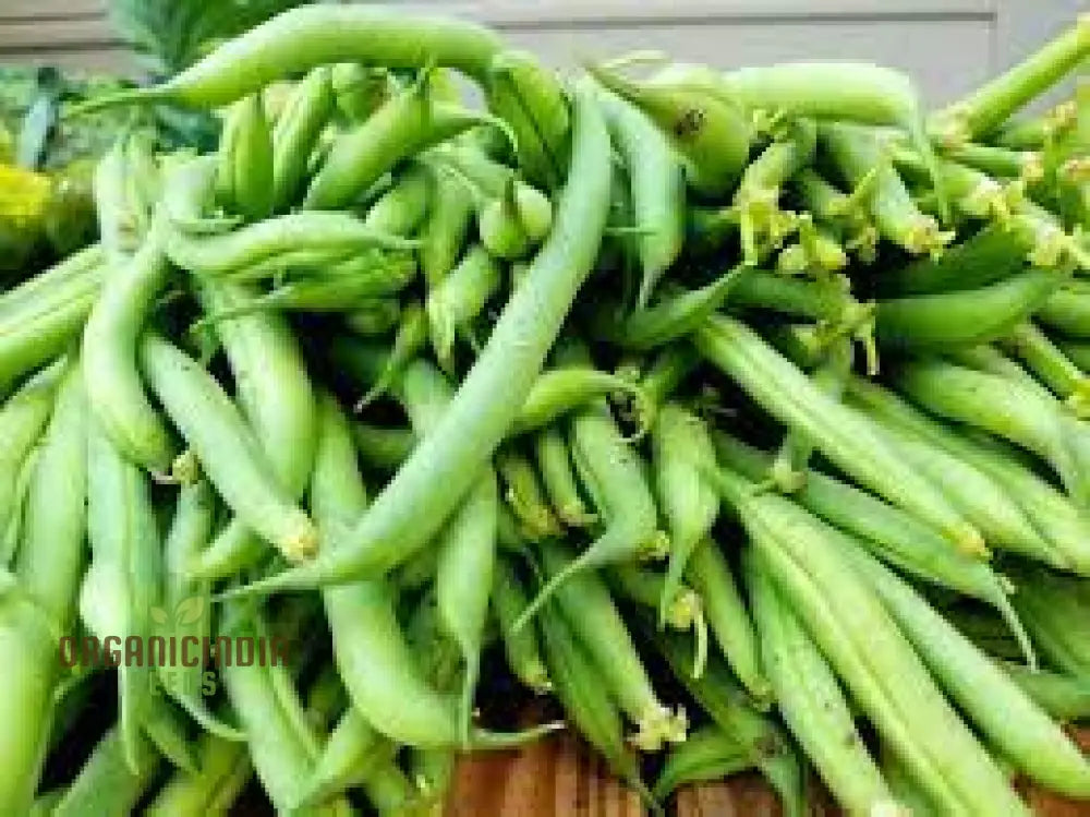 Beans Seeds For Home Gardening - High-Yield Non-Gmo Easy-To-Grow Variety Pack Perfect Organic