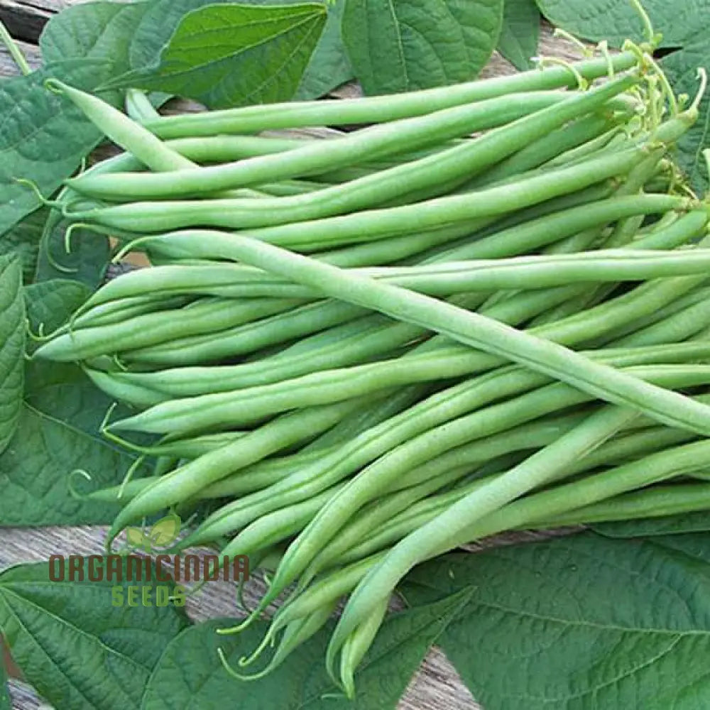 Beans Seeds For Home Gardening - High-Yield Non-Gmo Easy-To-Grow Variety Pack Perfect Organic