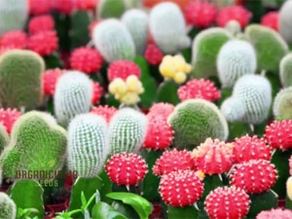 Beaulieu Flower Seeds For Planting - 100 Pcs Seeds