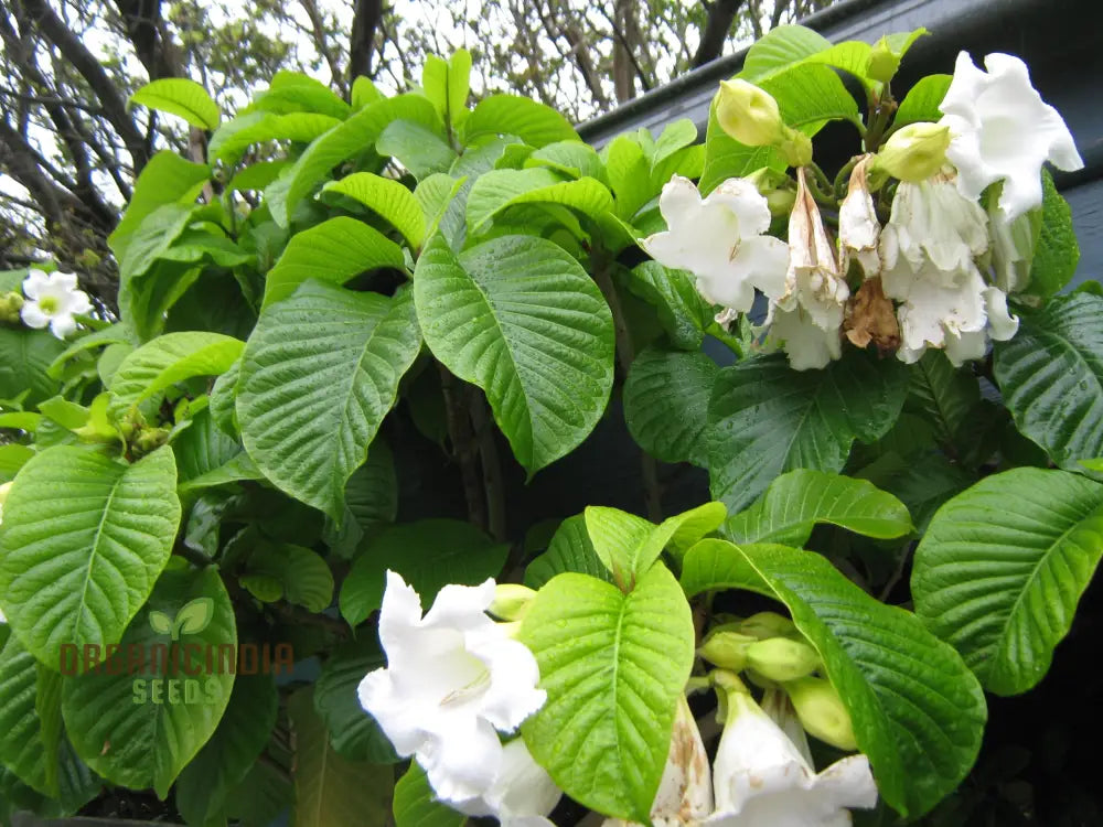 Beaumontia Grandiflora Seeds For Planting: Stunning Climbing Vine For Enthusiastic Gardeners And