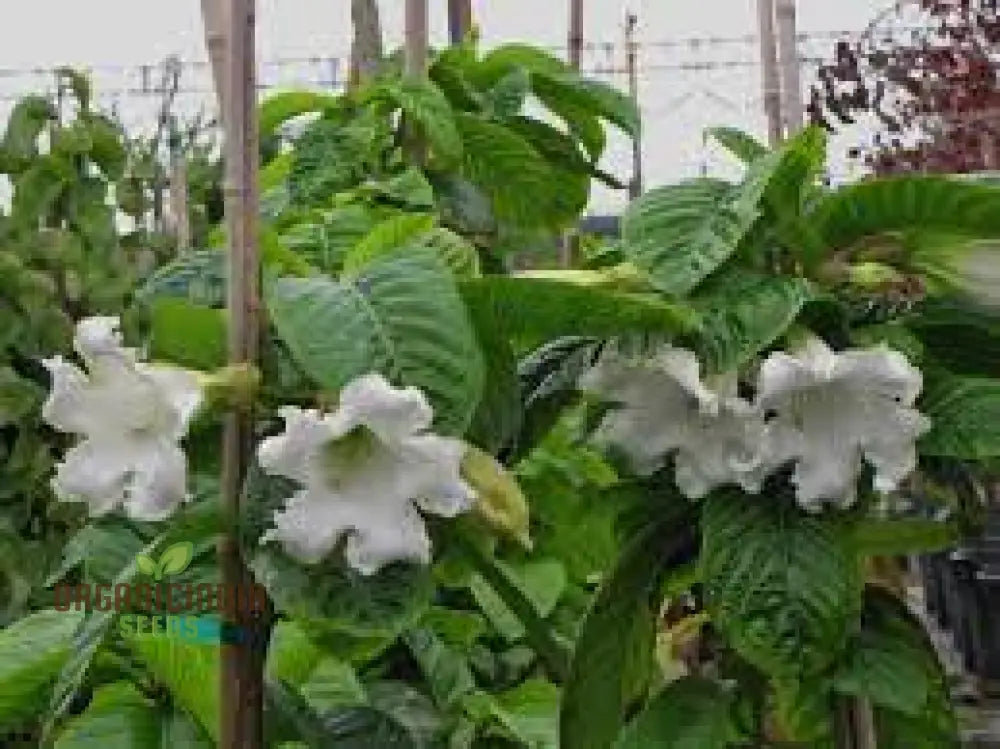 Beaumontia Grandiflora Seeds For Planting: Stunning Climbing Vine For Enthusiastic Gardeners And